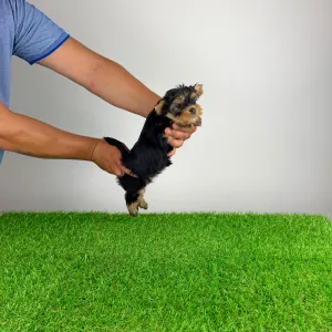 Yorkshire Terrier - Amina