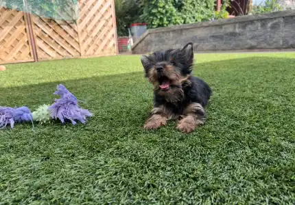 Yorkshire Terrier - Zoé