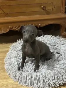 Piccolo Levriero Italiano - Zeffiro