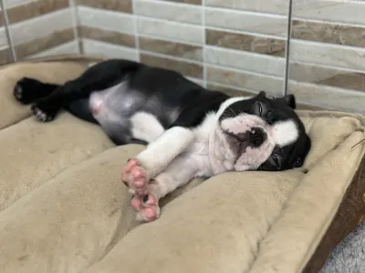 Boston Terrier - Yuma Nero Di Angelo