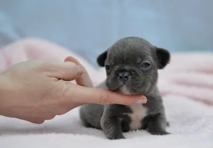 Französische Bulldogge - Málna