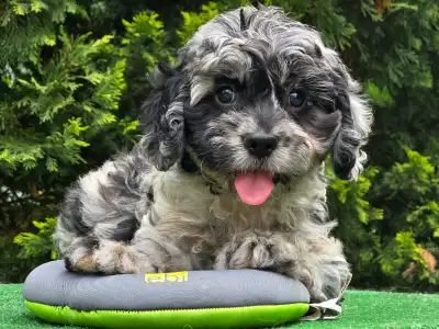 Cavapoo - Merida