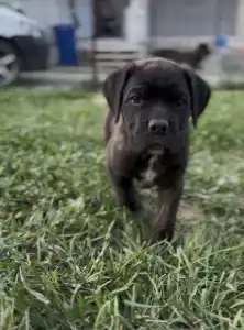 Cane Corso Italiano - Beatrice