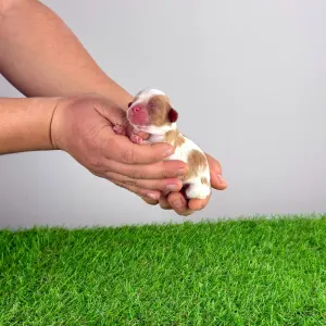 Кавалер кинг-чарльз-спаниель - Helen 