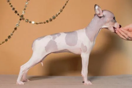 American Hairless Terrier - Aura Belle