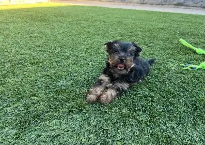 Yorkshire Terrier - Zoé