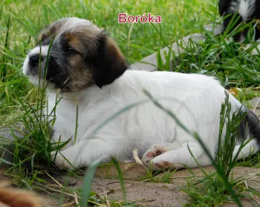 Terrier Jack Russell - Joyful Jack Boróka