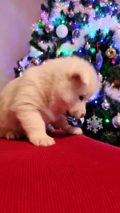 Szibériai husky - Nefrit Of Polar Moonlights