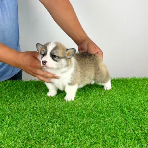 Welsh Corgi Pembroke - Dazzler