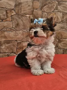 Biewer Terrier - Bubu