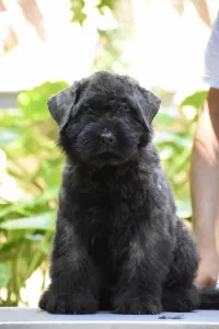 Bouvier des Flandres - Joya De L’ Ami Gris