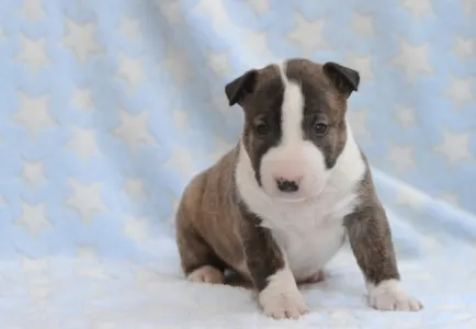 Miniatűr bullterrier - Nolan