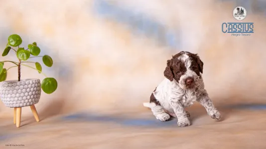 Lagotto Romanjolo - Cassius Negro Tesoro