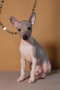 American Hairless Terrier - Altair Sky