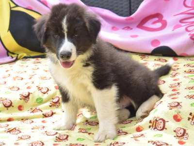 Border Collie - Dylan Fmg