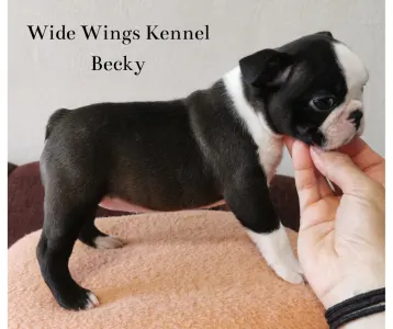 Boston Terrier - Wide Wings Becky