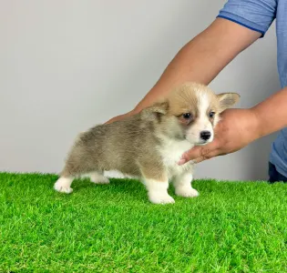 Welsh Corgi Pembroke - Spike