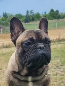 Französische Bulldogge - Top Of The Hunterberg Udo