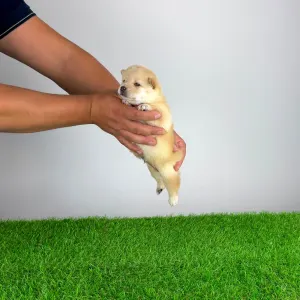 Shiba - Yuki