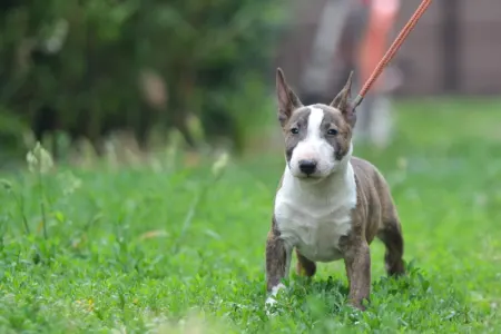 Bullterrier pitic - Nolan