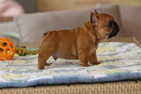 Französische Bulldogge - Unicum