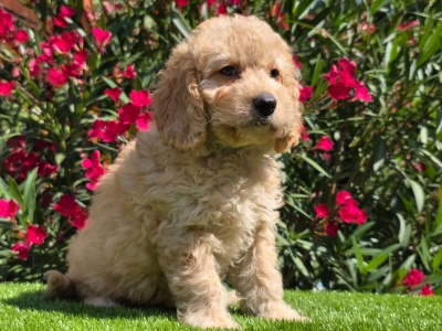 Cavapoo - Frakk