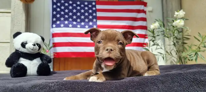 American Bully - Pocket - Csáki