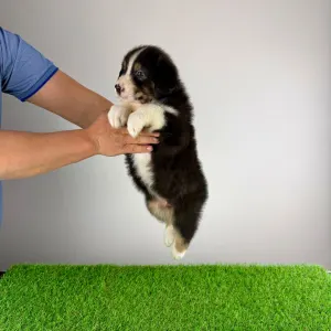 Australian Shepherd - Cash