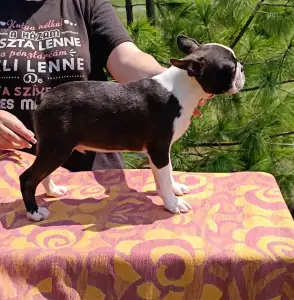 Boston Terrier - Boomer