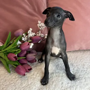 Italian Greyhound - Carina