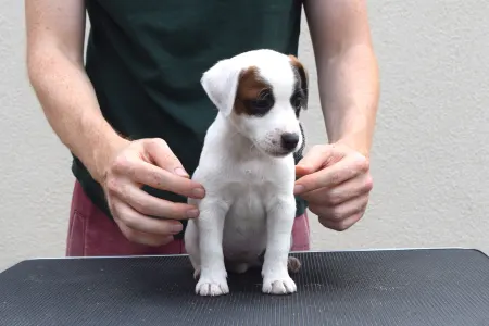 Jack Russell Terrier - Gold Leash Waffle