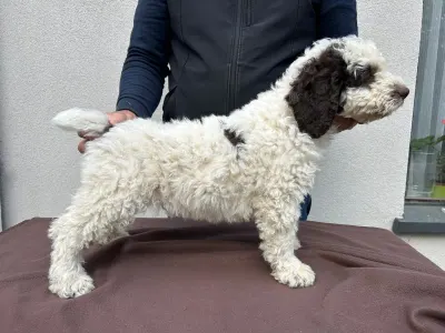 Spanischer Wasserhund - Bandido