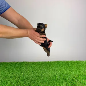 Yorkshire Terrier - Petty