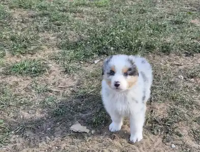 Ausztrál juhászkutya - Dani