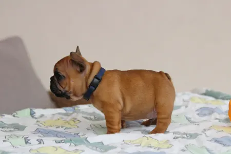 Französische Bulldogge - Usagi