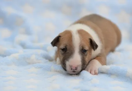 Miniature Bullterrier - Neil