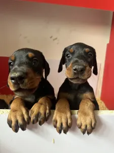 Dobermann - Lux 