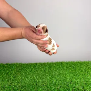 Cavalier King Charles Spaniel - Isabelle