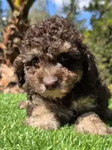 Cavapoo - Fedra