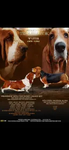 Basset Hound - Boston 