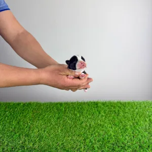 Boston terier - Girly