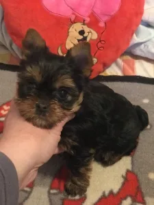Yorkshire Terrier - Nicole