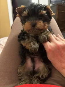 Yorkshire Terrier - Levi