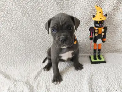 Cane Corso Italiano - Forza Di Diavolo Denerys