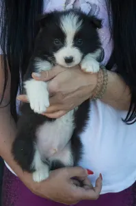 Border Collie - Lila Nyakörv/ Fekete Kan