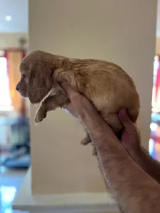 Angol Cocker spániel - Bella