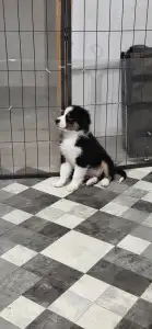 Miniatur amerikanischer Schäferhund - As Twilight Brings Sparkles Of Joy