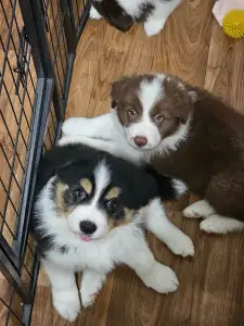 Border Collie - Cayman