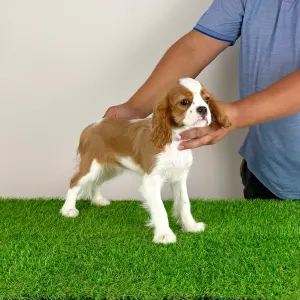 Cavalier King Charles Spaniel - Orbin
