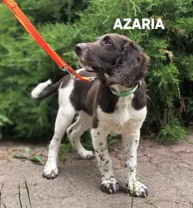 Malý münsterlandský ohař - Azaria